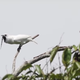 Image for article titled The Loudest Bird in the World Is the Bro of Your Nightmares